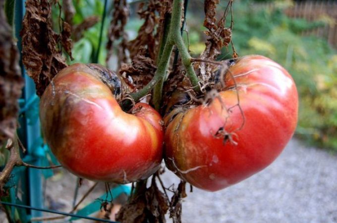 vėlyvas pūtimas ant pomidorų atvirame lauke