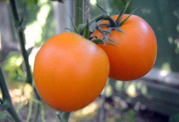 pomidorų mandarinų krūmai