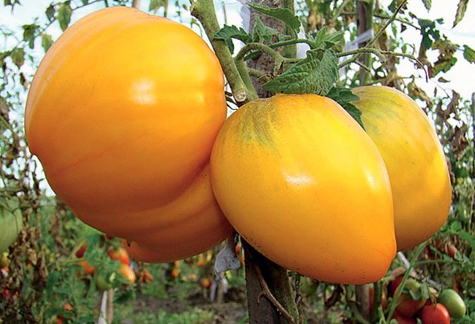 tomatenstruiken koning van siberië