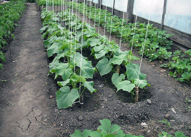 metod för strumpor gurka i växthuset