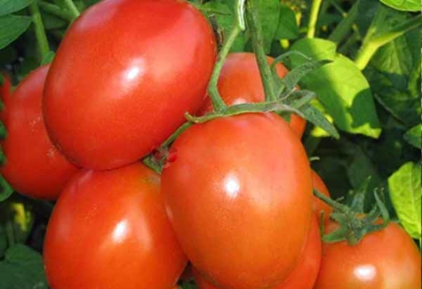 tomatanastasia