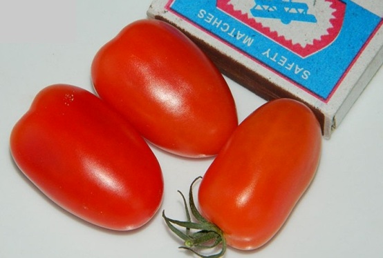 daktyl pomidorowy