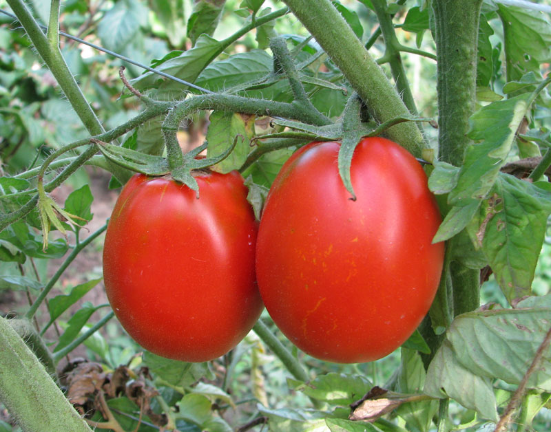 Adeline tomat