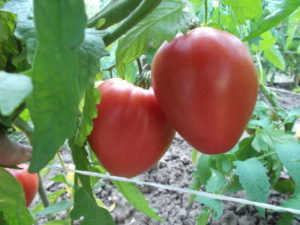 Pomidorų veislės savybės ir apibūdinimas Lazy, derlius