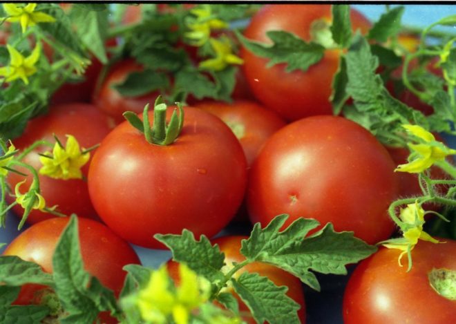 pomidorų baltas įdaras