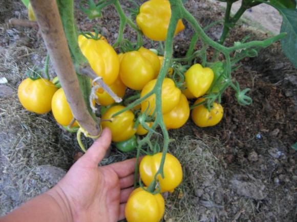 thu hoạch cà chua