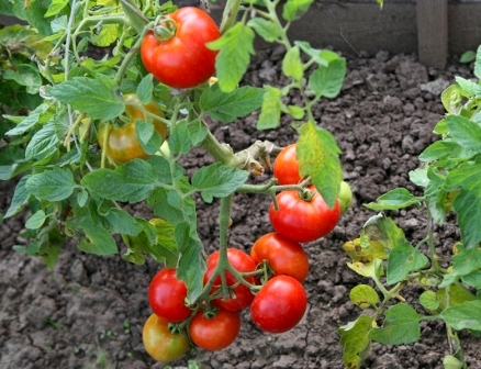lauko pomidoras