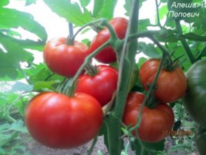 Tomaattilajikkeen Alyosha Popovich ominaisuudet ja kuvaus, sen sato