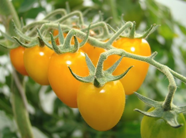 kasvavat tomaatit