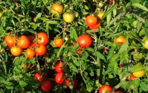 Liang tomātu šķirnes raksturojums un apraksts, tās raža