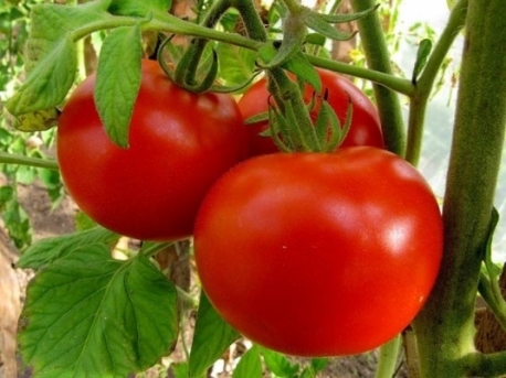 Irina tomato in the garden