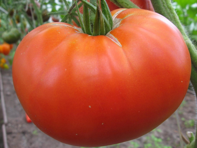 tomate del tamaño correcto en el jardín