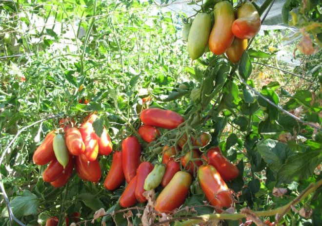 pomidorų raketa sode