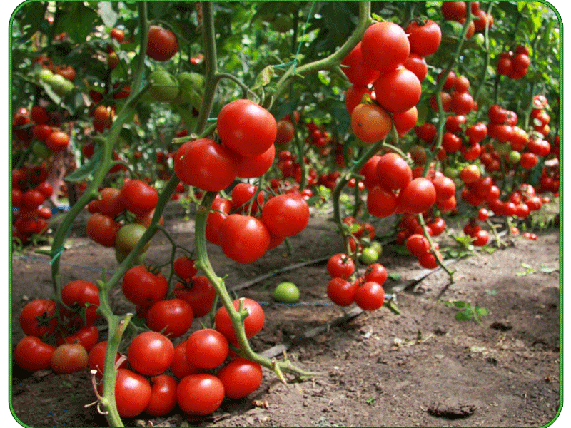 džinas pomidoras