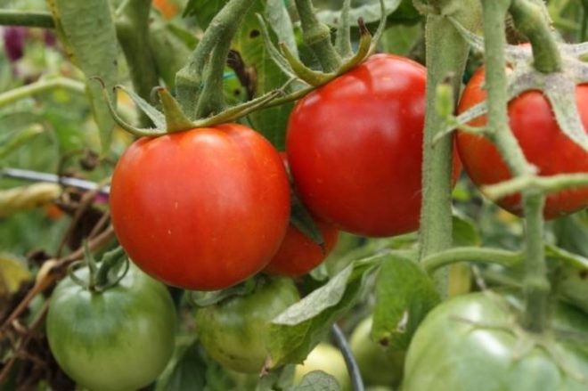 silné paradajka f1 na otvorenom poli