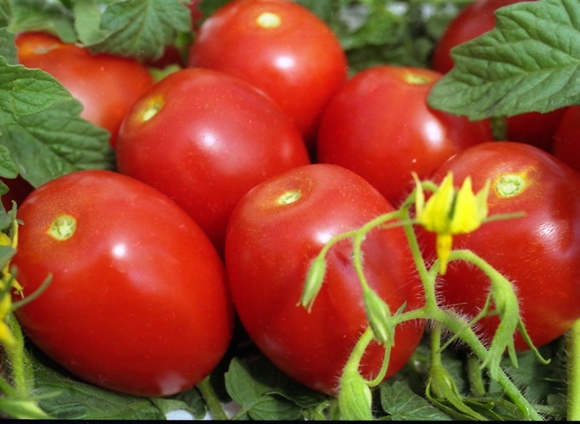 Valentino pomidorų išvaizda