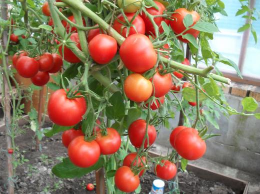 verliok tomātu krūmi