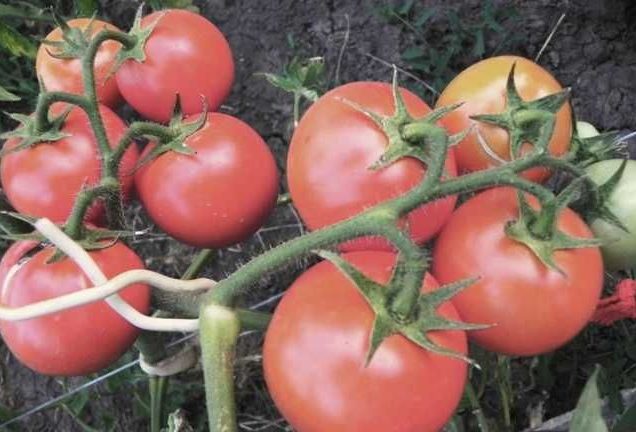 pomidorai sode akivaizdžiai nematomi