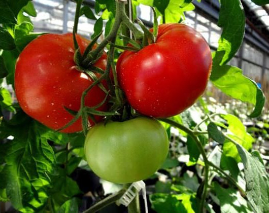 maturarea timpurie a tomatei Volgograd în grădină
