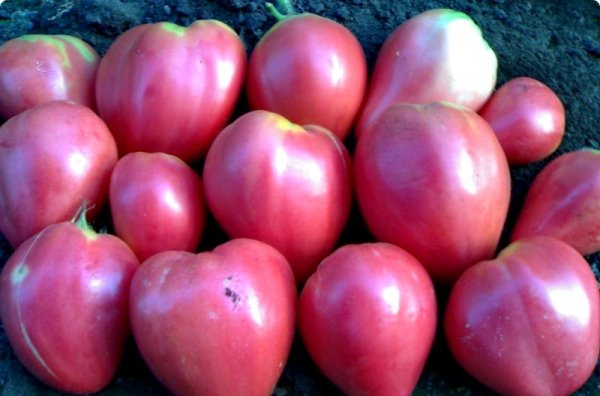 tomates fruits