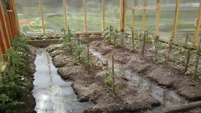piantare pomodoro