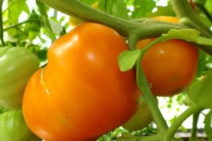 Oranžinių širdies pomidorų veislės (Liskino nosis) charakteristikos ir aprašymas, derlius