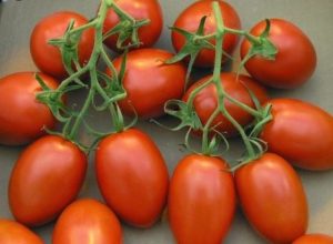 Pomidorų šašlyko veislės savybės ir apibūdinimas, derlius