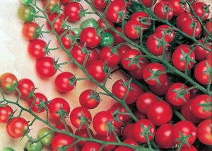 Egenskaber og beskrivelse af tomatsorten Krasnaya Grazd, dens udbytte