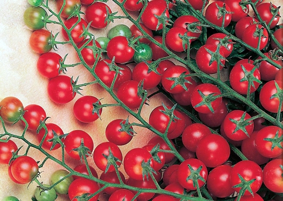 rajče větve červené banda