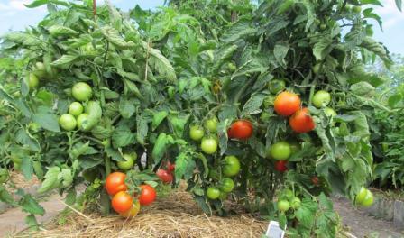 valg af tomatsort