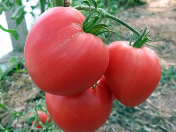 galvijų širdies pomidorai atvirame lauke