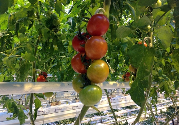 Tomatenbüsche t 34