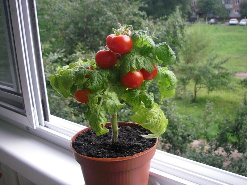 bonsai tomaat op het balkon