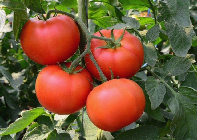 tomater rig hytte i det åbne felt