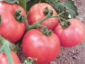 Charakteristika a opis odrody paradajok Raspberry Viscount, jej výnos