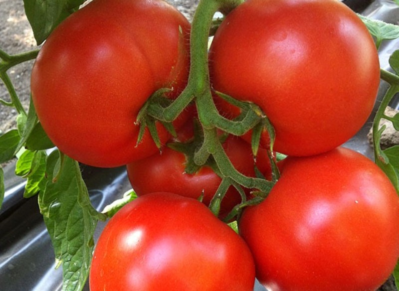 paradajka Druh f1 na záhrade