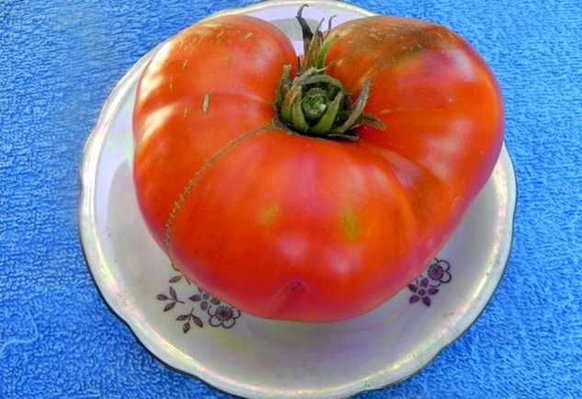 tomaat eeuwige roep op een bord