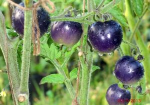 Características y descripción de la variedad de tomate Racimo azul, su rendimiento