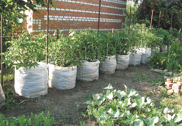 cultiu de tomàquet