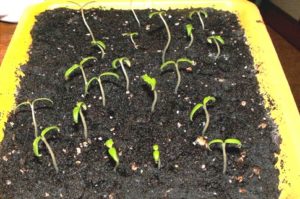 En översikt över nya metoder för odling av tomatplantor utan mark