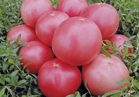  tomate pink bush f1 en el jardín
