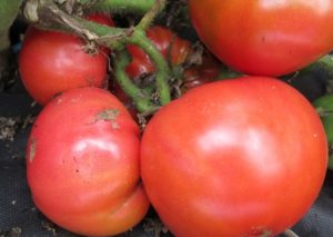 Pomidorų veislės „Cukrus bizonas“ arba „Raudonmedžio vadas“ charakteristikos ir aprašymas, derlius