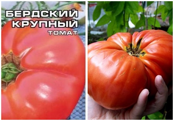 pomidorų sėklos berdsky