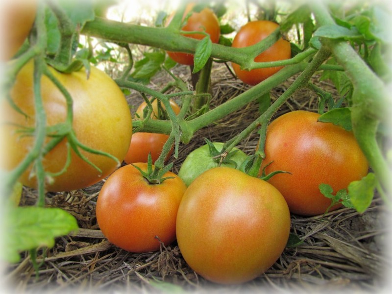 Rudens Leningrado pomidoras