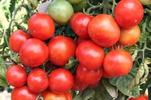 Charakteristiky a opis odrody skorých paradajok Ural, výška rastlín
