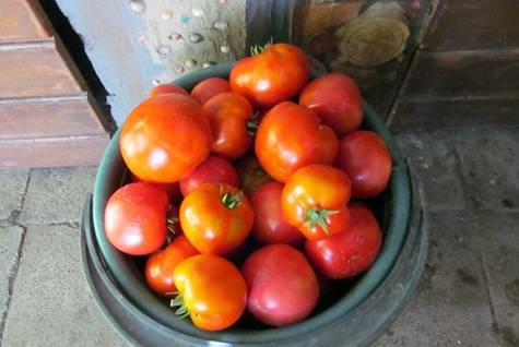 recolta de tomate de familie