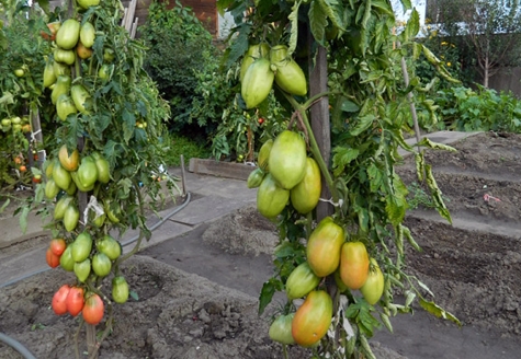 tomaat podsinskoe wonder in het open veld
