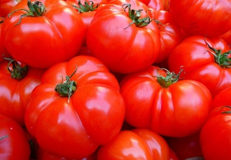 uiterlijk van tomaten Sibiryak