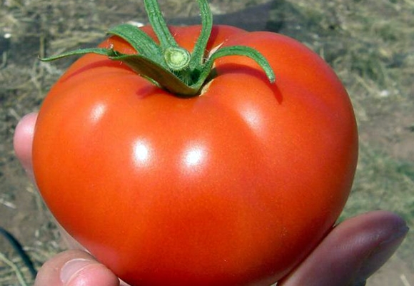 væg tomat i hænderne