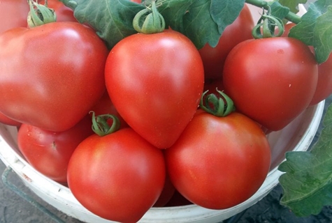 Arbre aux fraises tomate dans un bol